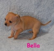 Cute Adorable chihuahua puppies for sale